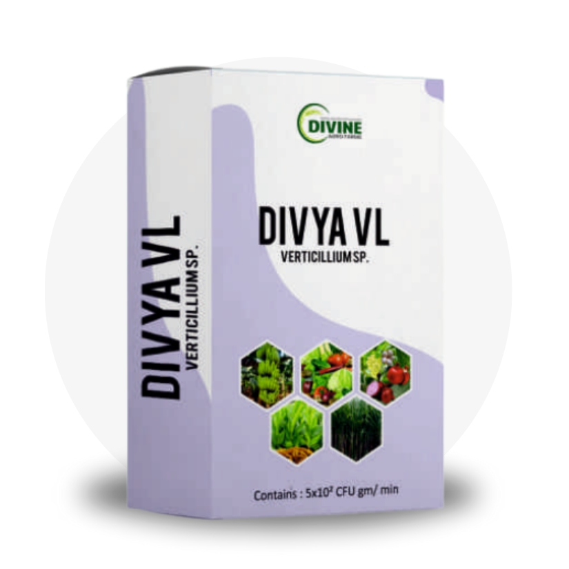 Divya VL